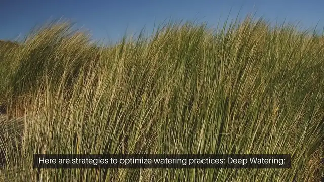 Video thumbnail for Strategies for Watering in Drought Condition