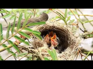 'Video thumbnail for សំបុកចាប នៅប្បែរមាត់អូរ | The nest bird near lake'