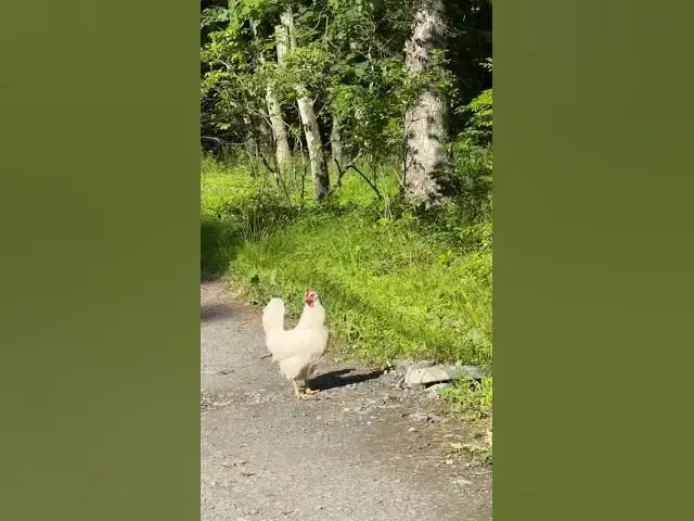 Video thumbnail for POV: When you find a chicken chilling