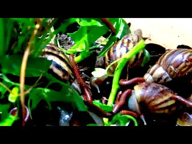 'Video thumbnail for White Snail or red snail eat fruit | Red snail eat fruit at night'