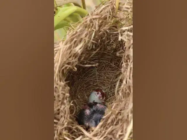 Video thumbnail for Babies Single Bird Nest EP#080 #nestegg #egglaying #satisfying #nestling  #birds #babybird  #nature