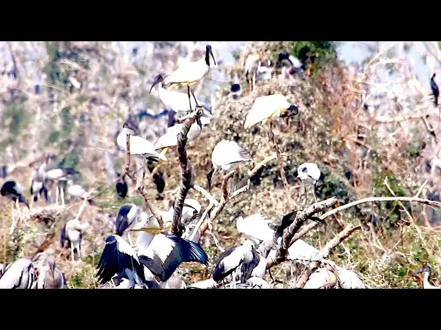 Video thumbnail for Feeding Frenzy in the Amazon: Birds on the Hunt  \-baby birds on nest