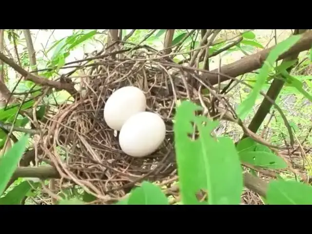 'Video thumbnail for Egg wild dove bird on nest to growth everydays'
