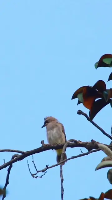 Video thumbnail for Thrush Monticola solitarius bird EP.007 #birds #avianaffection #babyanimal #avian #rain #babybird