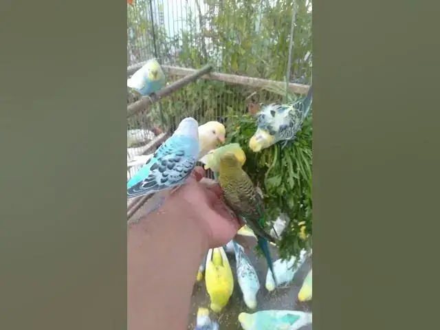 Video thumbnail for 🌺 “Só um pedacinho da harmonia… Veja 2 Horas completas de beleza natural 🌸”