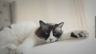 'Video thumbnail for Warum lieben Katzen Kartons?'