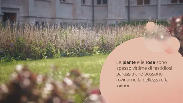 Video thumbnail for Salva le rose e le altre piante dagli odiosi parassiti: proteggile solo in questo modo