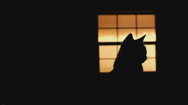 Video thumbnail for How Cats See the World: A Glimpse into Feline Vision