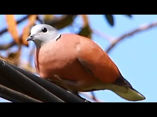 Video thumbnail for Dove bird life at my village - baby birds eat