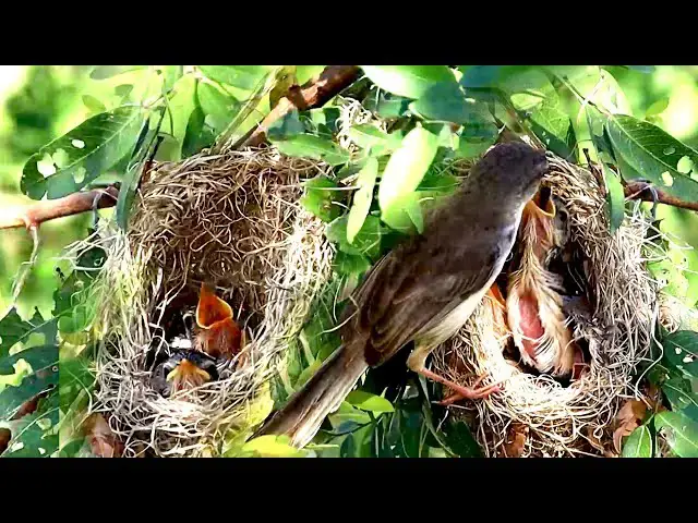 'Video thumbnail for Gain baie bird stay in nes | All babie crie eat on nest'