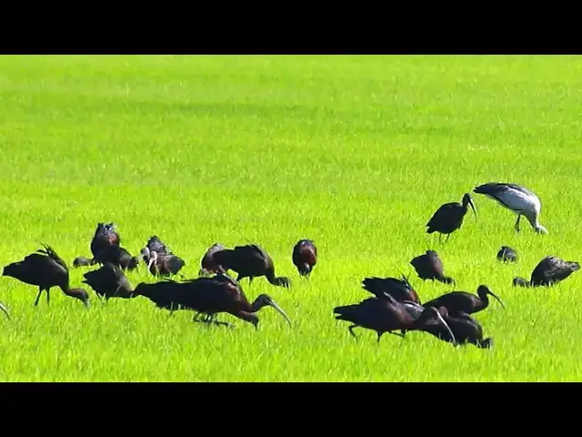 Video thumbnail for In Field All Bird Finding Catch Crab eating - baby birds eating