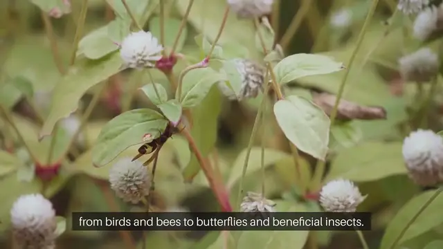 Video thumbnail for Creating a Wildlife Friendly Garden