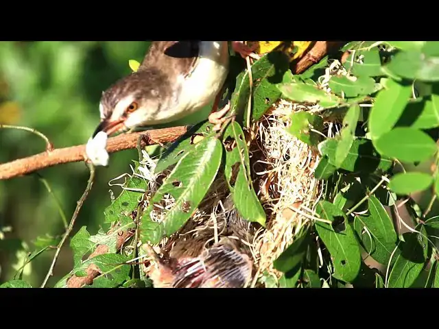 'Video thumbnail for Babie wild bird failling from nest | Momy's can't help'