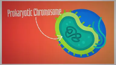 'Video thumbnail for Prokaryotic Chromosome– Structure, Function and Organization – Genetic Education'