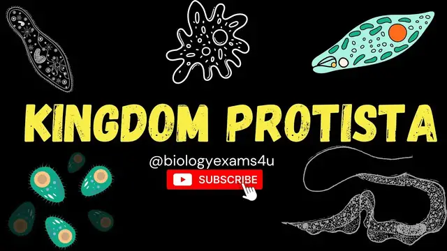 Video thumbnail for Kingdom Protista: An Introduction| Chrysophytes, Dinoflagellates, Euglenoids and Protozoans