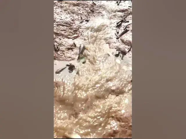 Video thumbnail for A lot Fish Get Up #fishing #catchfish #fish