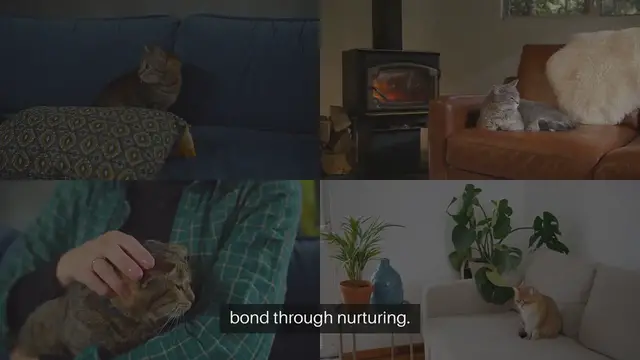 Video thumbnail for Home Remedies for Pet Care