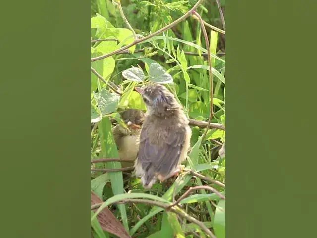 Video thumbnail for #BirdFeedingHabits #BabyBirdFeedingGuide #FeedingWildBabyBirds #BabyBirdFeedingSupplies