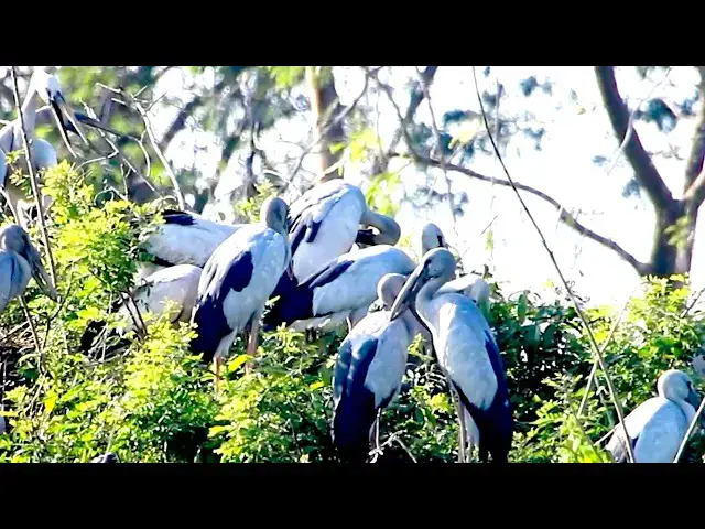 Video thumbnail for Feathered Friends Galore at Avean Lake  - baby birds eat