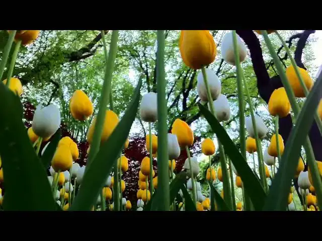 Video thumbnail for Flowers of the park