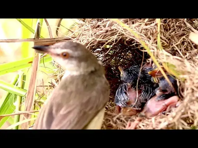 Video thumbnail for Baby Birds Eat   Mother Bird after Catch Food at Field  @viralbirdNest