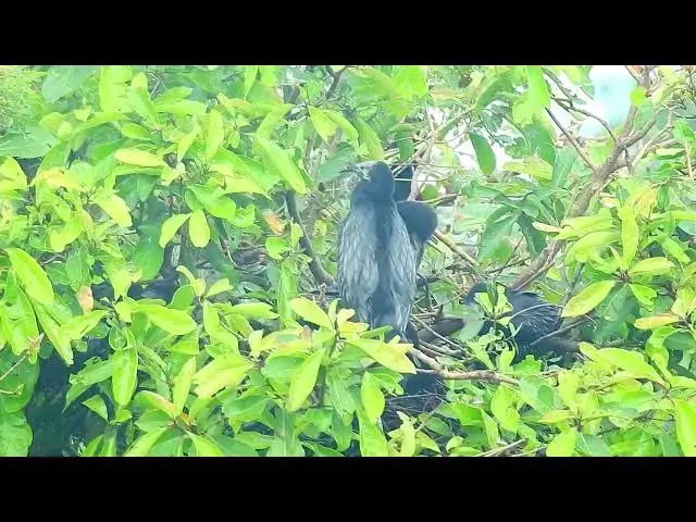 Video thumbnail for Amazing Water Grow baby life