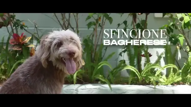 Video thumbnail for The Secret Pizza of Sicily(720P HD)