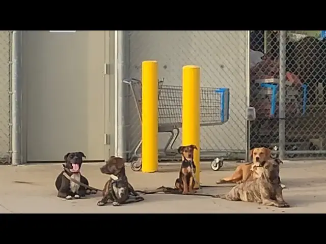 'Video thumbnail for This is how I went with my puppies'