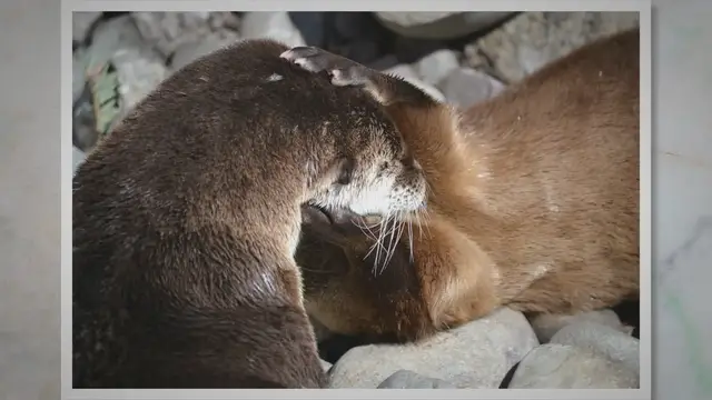 Video thumbnail for Are Otters Pinnipeds? Discovering the Fascinating World of Aquatic Creatures