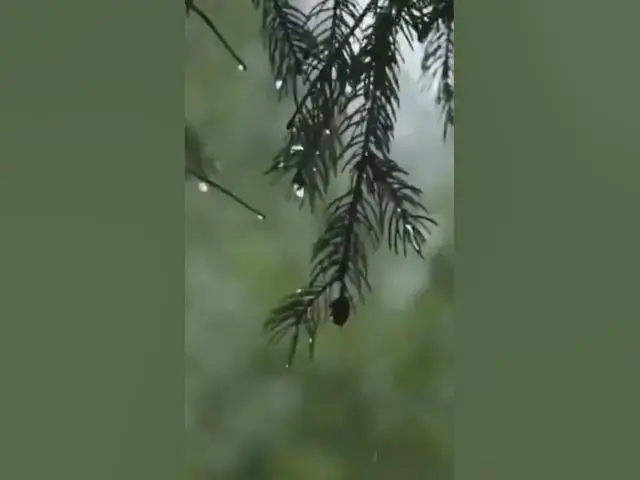 'Video thumbnail for #rainsounds #rainforrest #nature # #rain #relax #relaxingsounds #rainoundforsleep #sleep'