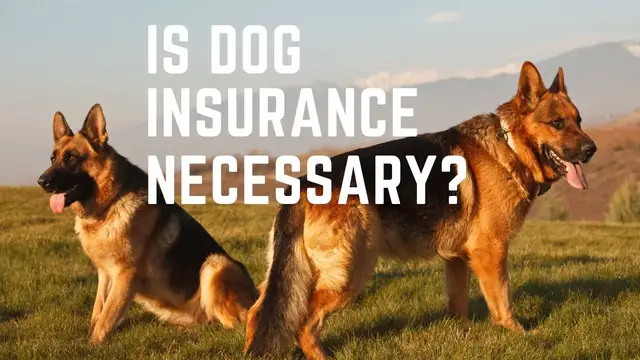 'Video thumbnail for Dog Insurance , is Dog Insurance Necessary?'