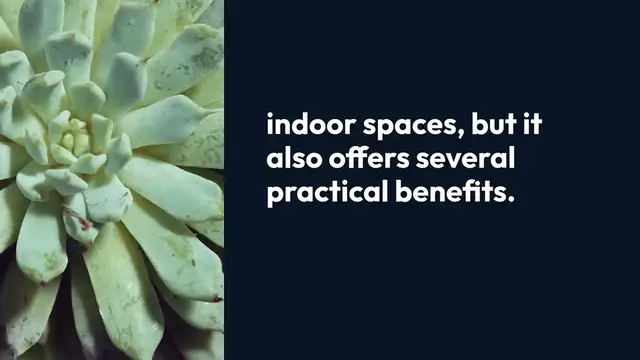 Video thumbnail for Benefits of Zanzibar Gem Plant