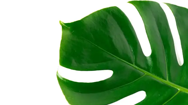 Video thumbnail for Growing Monstera Indoors