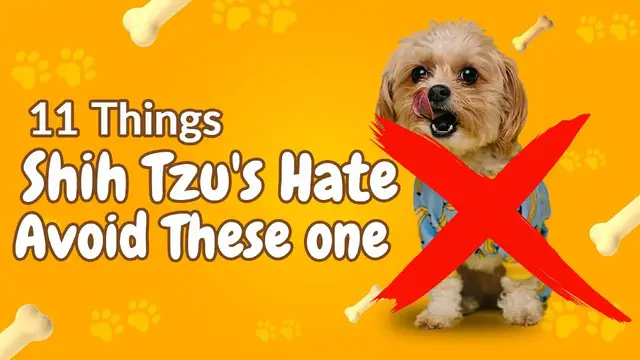 'Video thumbnail for 11 Things Shih Tzu's Hate - Avoid These'