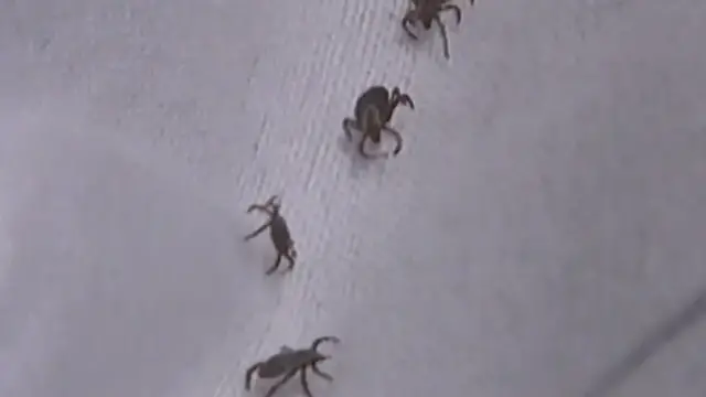 Video thumbnail for Tick season expected to last through holiday season as temperatures drop