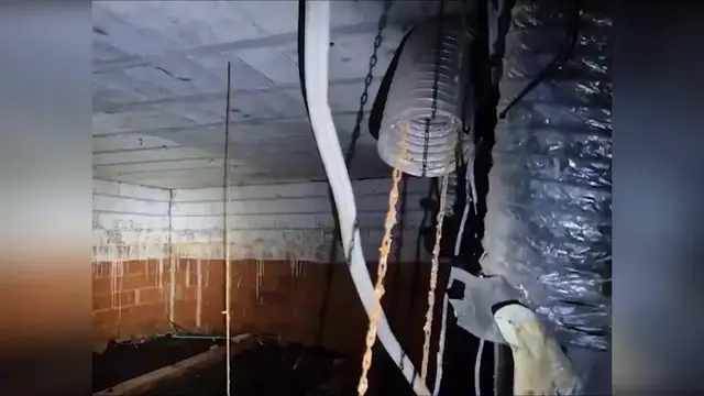 Video thumbnail for Spain: Rare Animals Found In Spanish Drug Farm Raid.