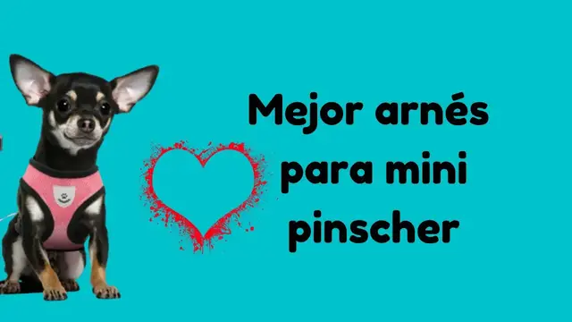 Video thumbnail for El mejor arnés para perros mini pinscher 🐶🐶