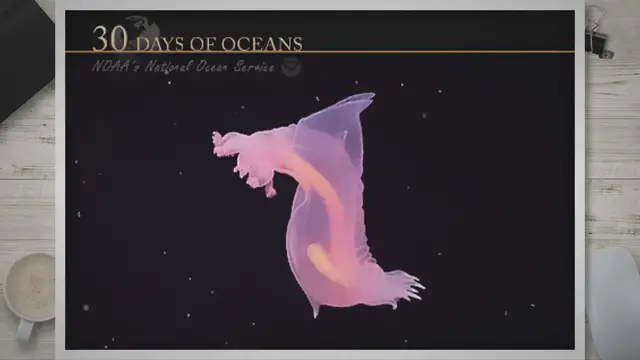 Video thumbnail for Ocean Exploration: Delving into the Enigmatic Depths for a World of Wonder