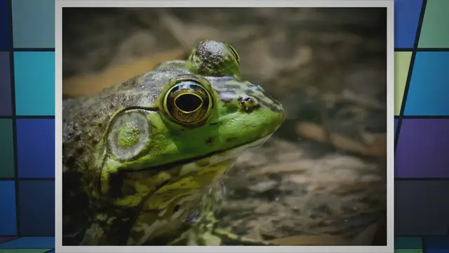 Video thumbnail for Do Bullfrogs Eat Fish? Exploring Bullfrogs' Fishy Feasts and Ecological Impact