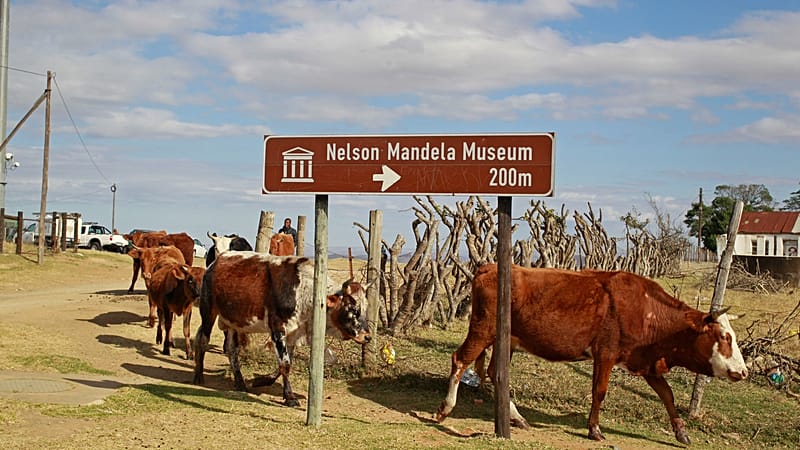 Video thumbnail for South Africa starts extensive vaccine campagin against FMD in cattle
