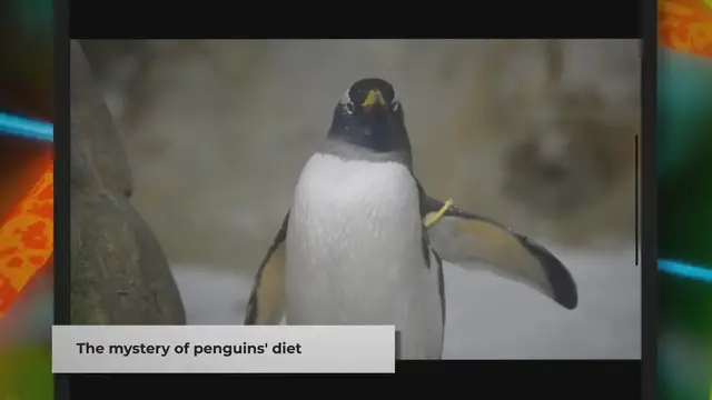 Video thumbnail for Do Penguins Eat Seals? | The Truth About Penguin Diets
