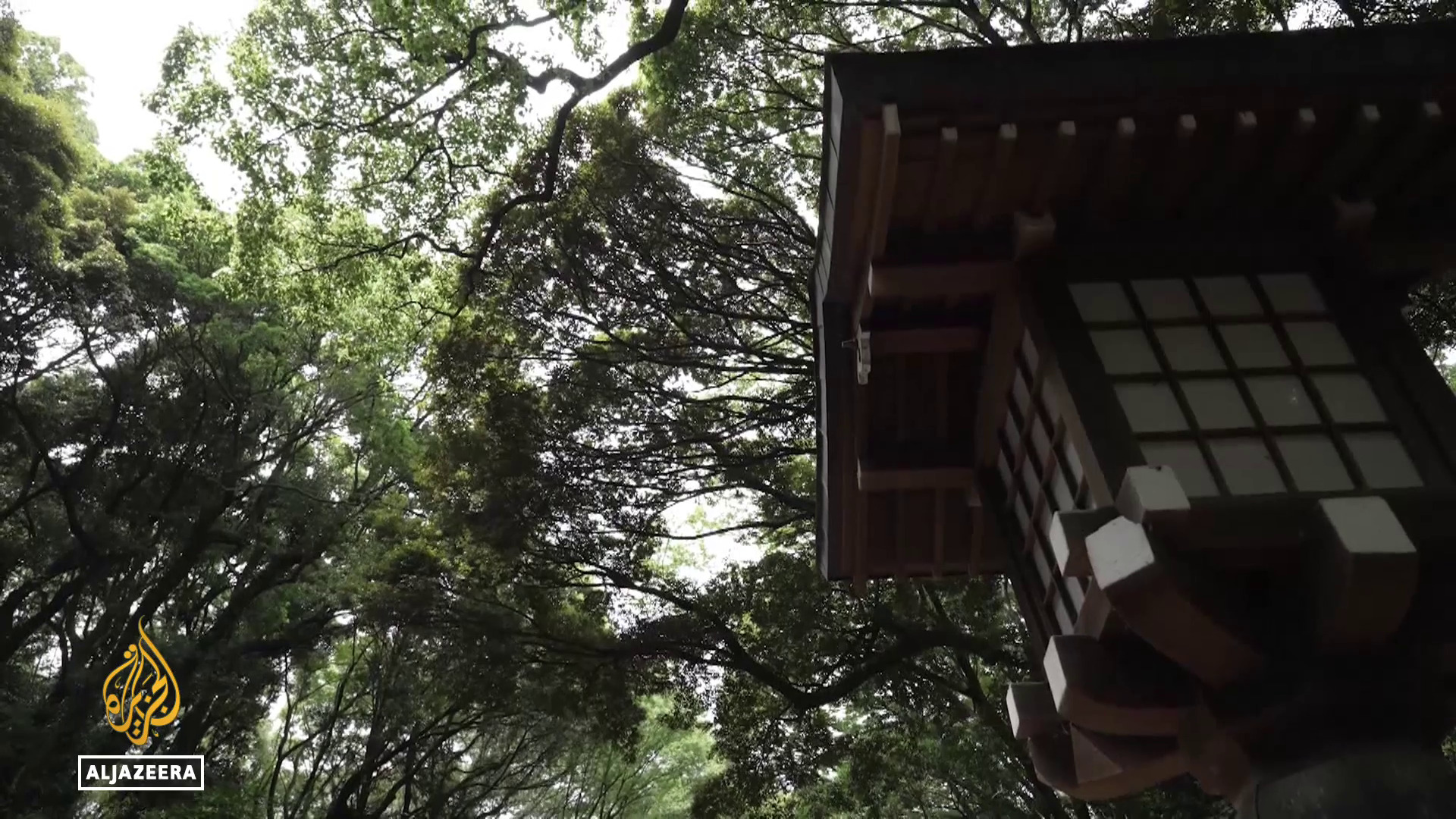 Video thumbnail for Japan tackles hay fever crisis: Allergy-causing cedar trees get the axe