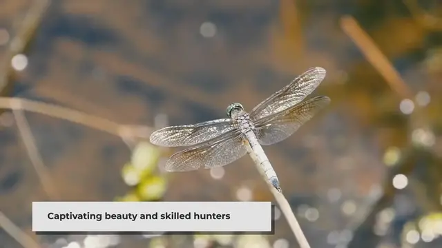 Video thumbnail for Do Dragonflies Eat Spiders? | The Hunter of the Skies
