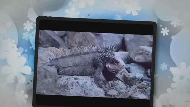 Video thumbnail for Do Lizards Eat Spiders? Explained