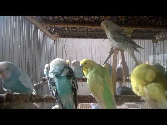 Video thumbnail for Sittich Geräusche Von süß bis gruselig in 0,5 Sekunden! 🔊 #SoundVogel #Lachraketen