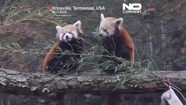 'Video thumbnail for Red panda cubs see snow for the first time at a US zoo'