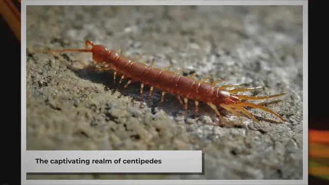 Video thumbnail for Do Centipedes Eat Spiders? | Unveiling the Predatory Nature