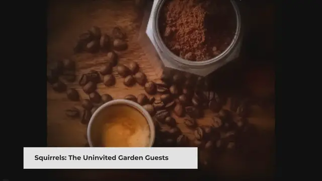 Video thumbnail for Do Coffee Grounds Really Keep The Squirrels Away?