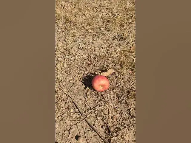 Video thumbnail for Weird Things Oak Tree with Apple #Shorts