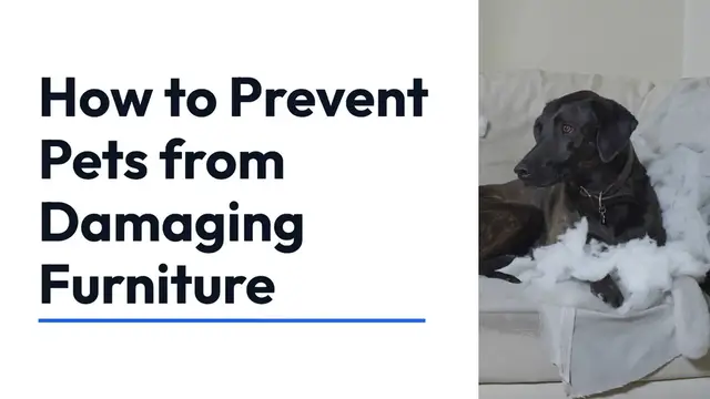 Video thumbnail for Protect Furniture From Pets